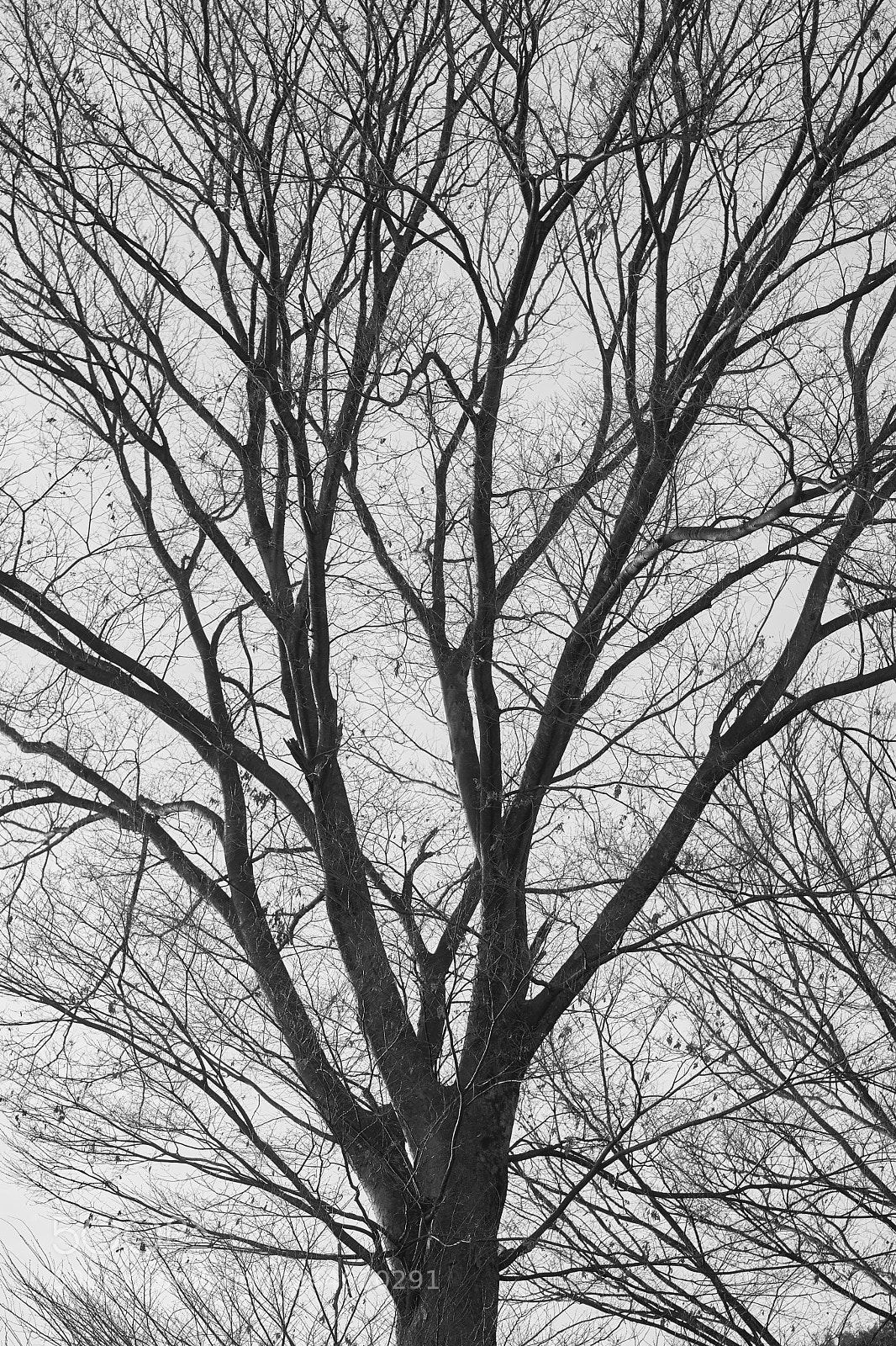 Sony a7 sample photo. Trees 120 photography
