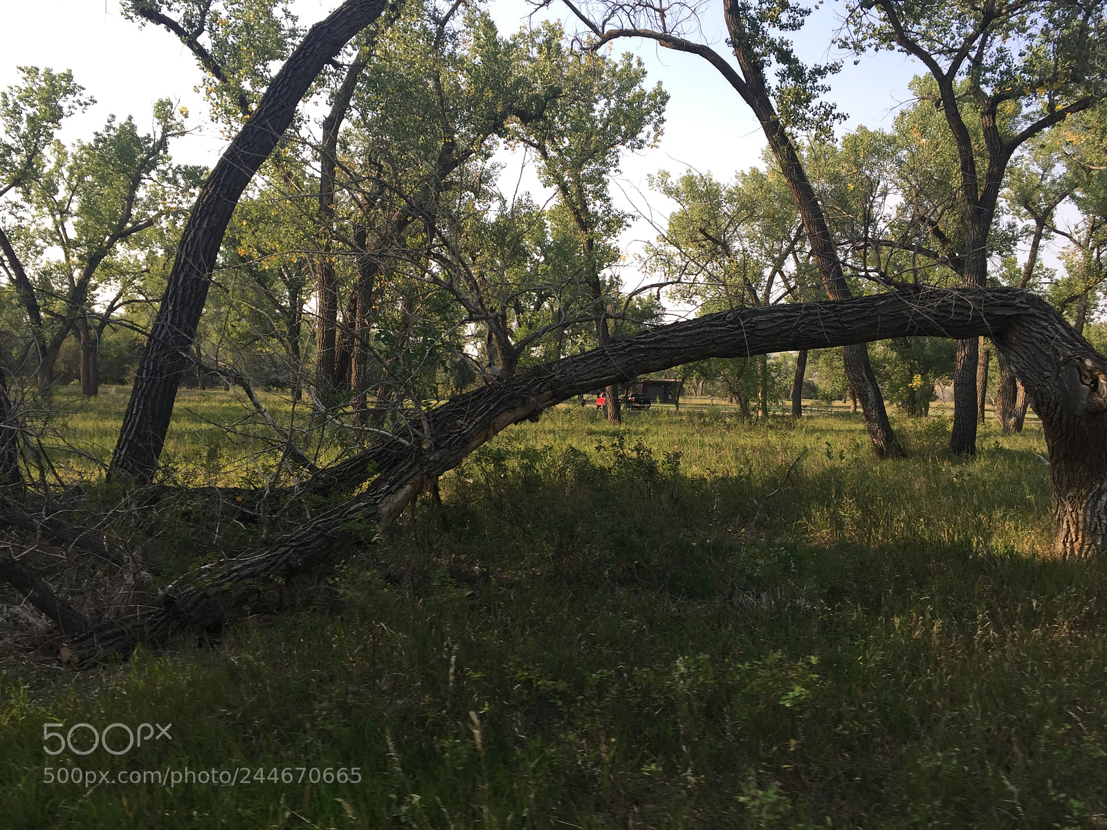 Apple iPhone 6 Plus sample photo. Img photography