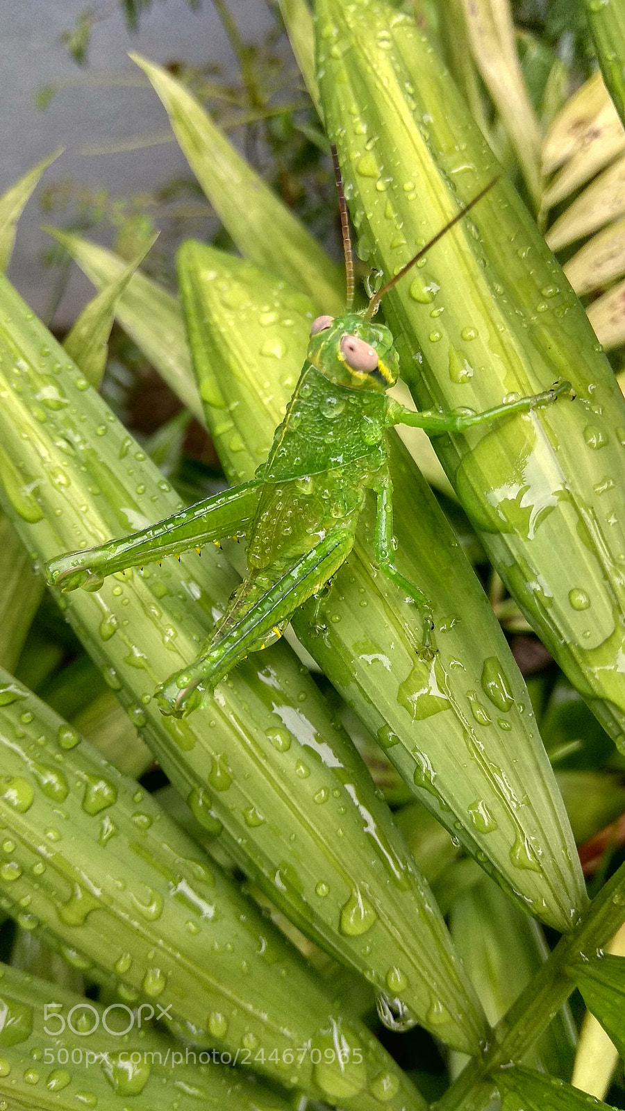 Xiaomi Redmi Note 4 sample photo. Beauty of nature photography