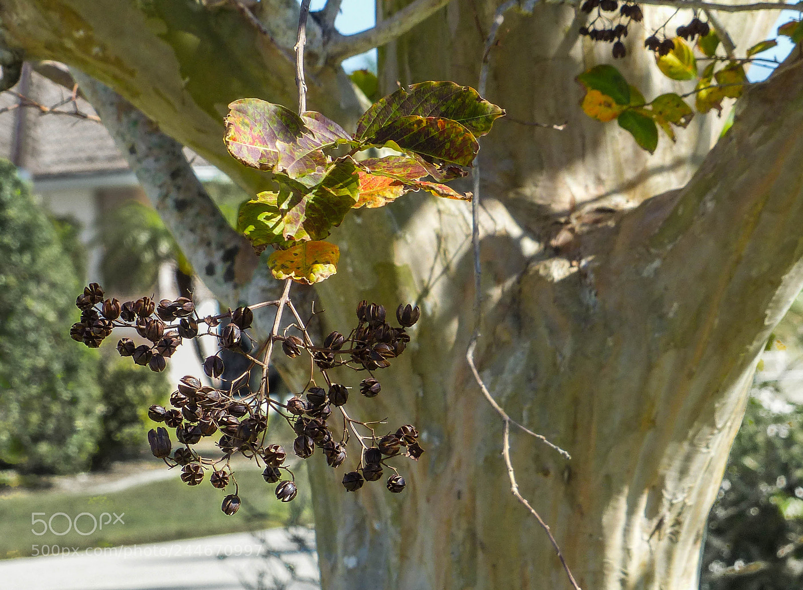 Panasonic Lumix DMC-FZ200 sample photo. For the future photography