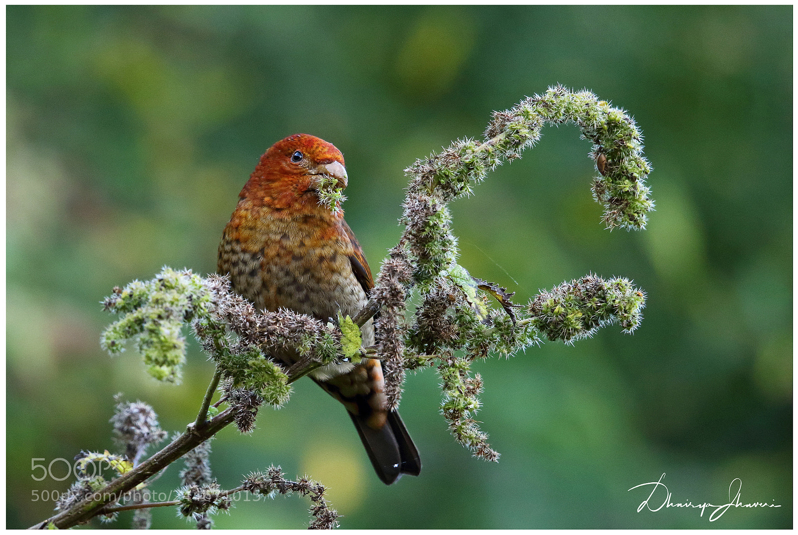 Canon EOS 7D Mark II sample photo. Scarlet finch juvenile photography