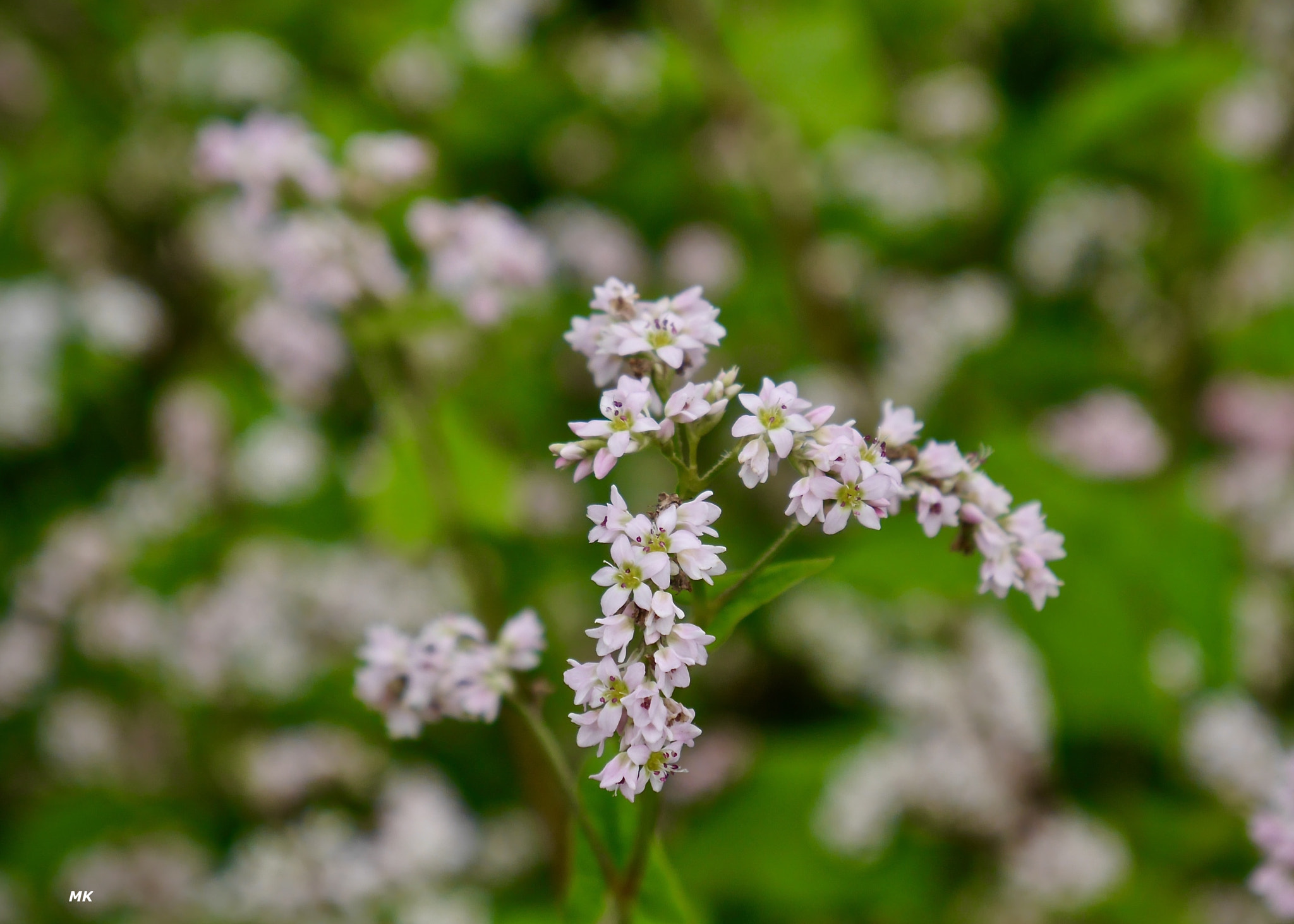 Panasonic Lumix DMC-GF6 sample photo. Buckwheat flowers #2 photography