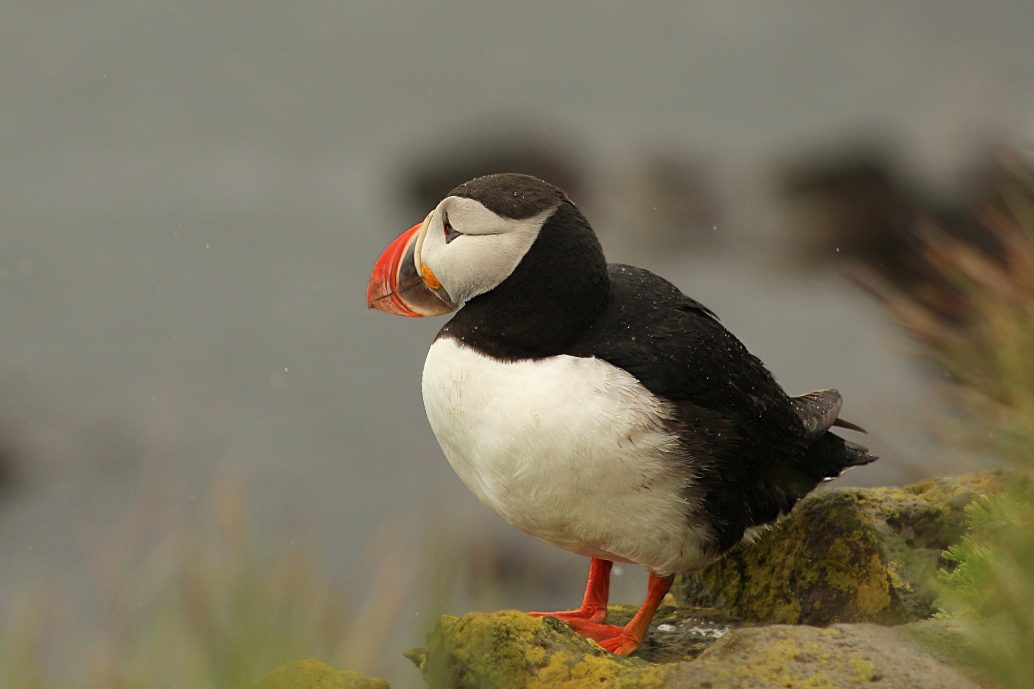 Canon EF 75-300mm f/4-5.6 USM sample photo. Atlantic puffin photography