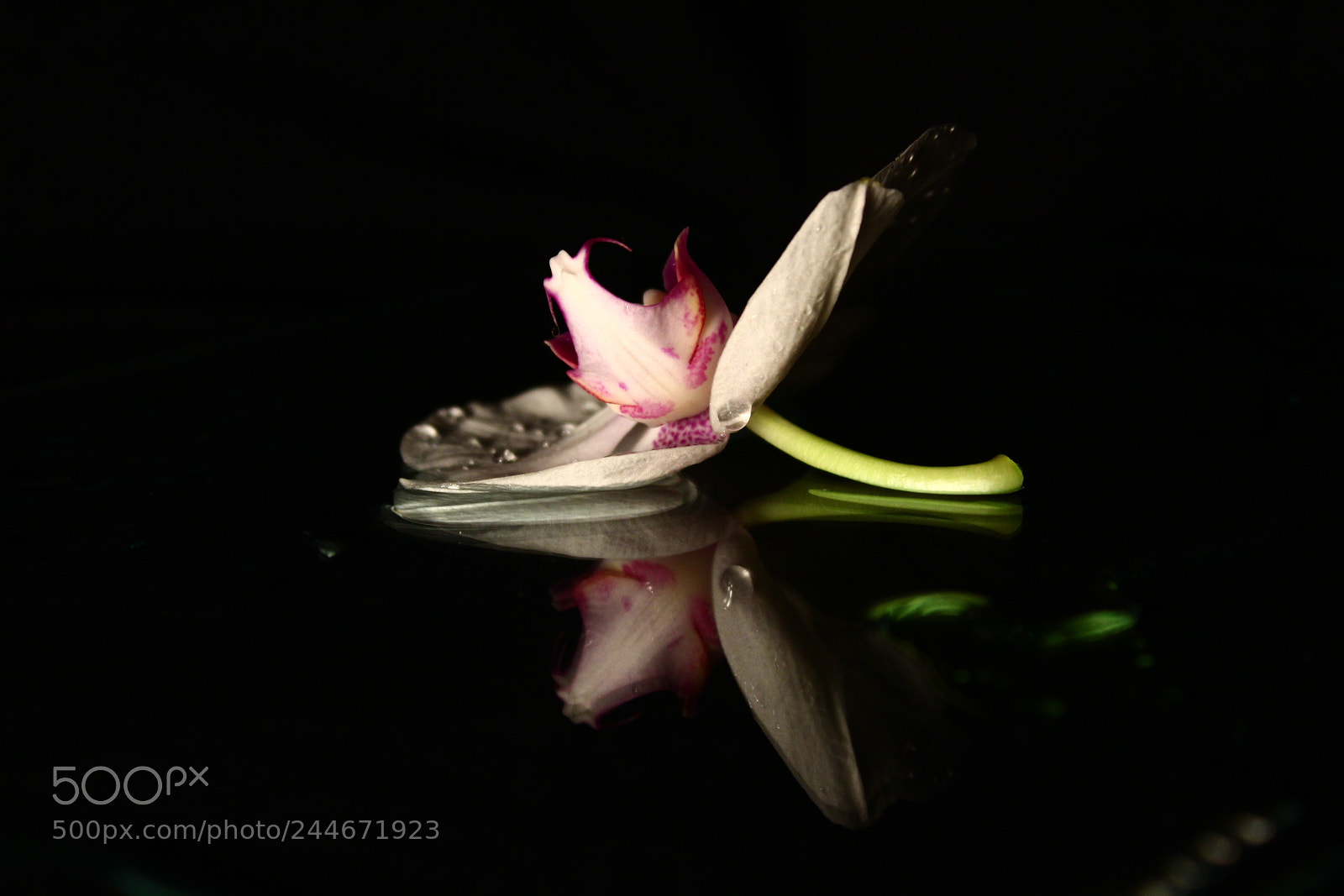 Canon EF-S 18-55mm F3.5-5.6 III sample photo. Orchid photography