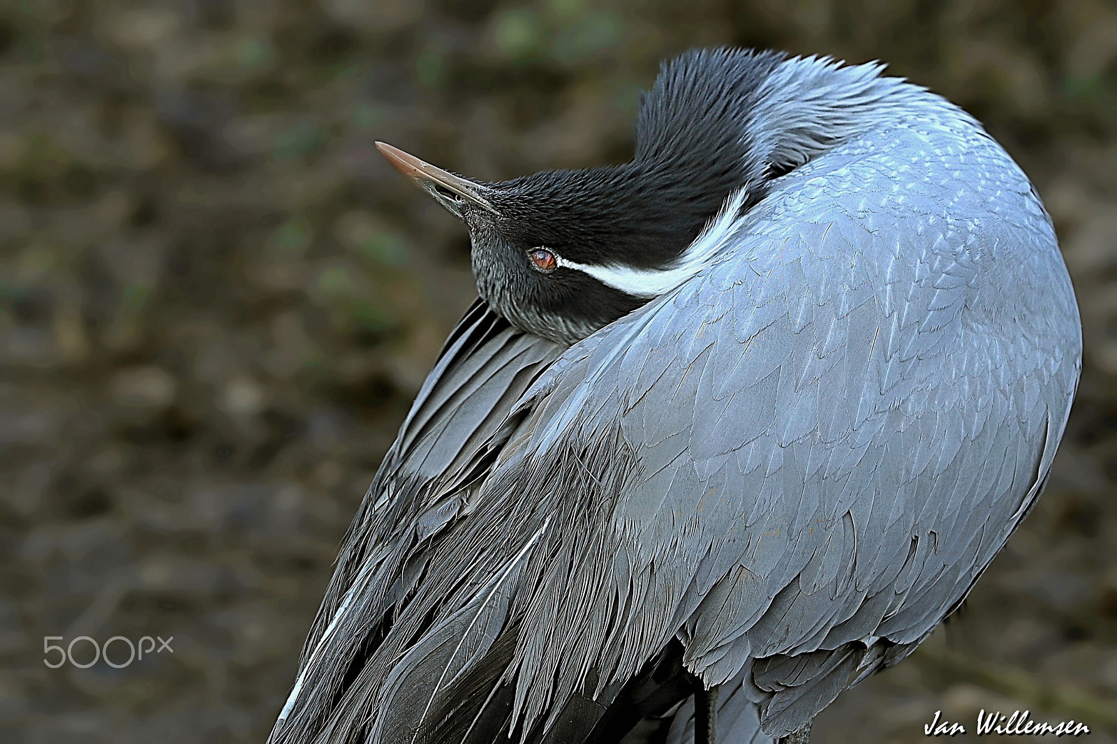 Canon EOS-1D X Mark II + Canon EF 300mm F2.8L IS II USM sample photo. Demoiselle crane photography