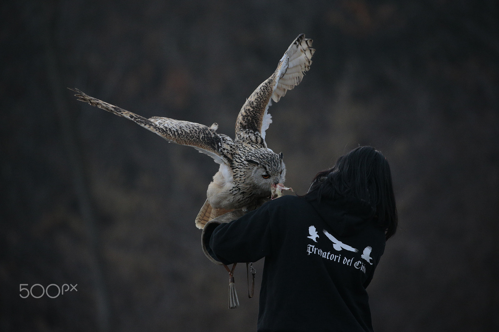 Canon EOS-1D X sample photo. Eagle owl photography