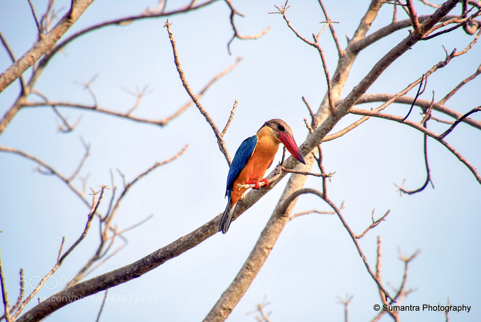 Nikon D60 sample photo. Kingfisher waiting for a photography