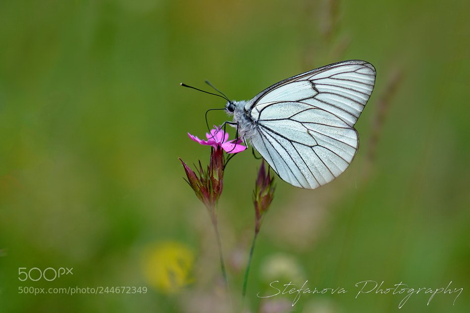 Nikon D7100 sample photo. Butterfly photography