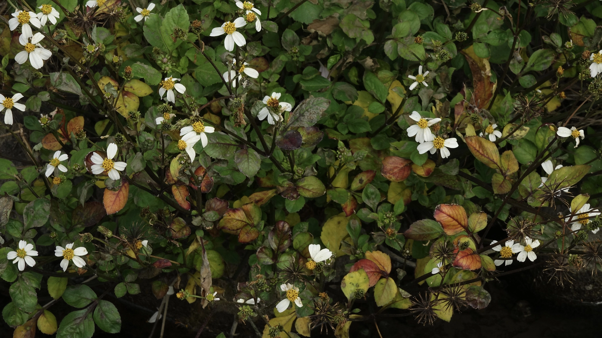 Sony HDR-CX900 sample photo. 生如夏花、靜如秋葉—let life be beautiful like summer flowers and death like autumn leaves photography