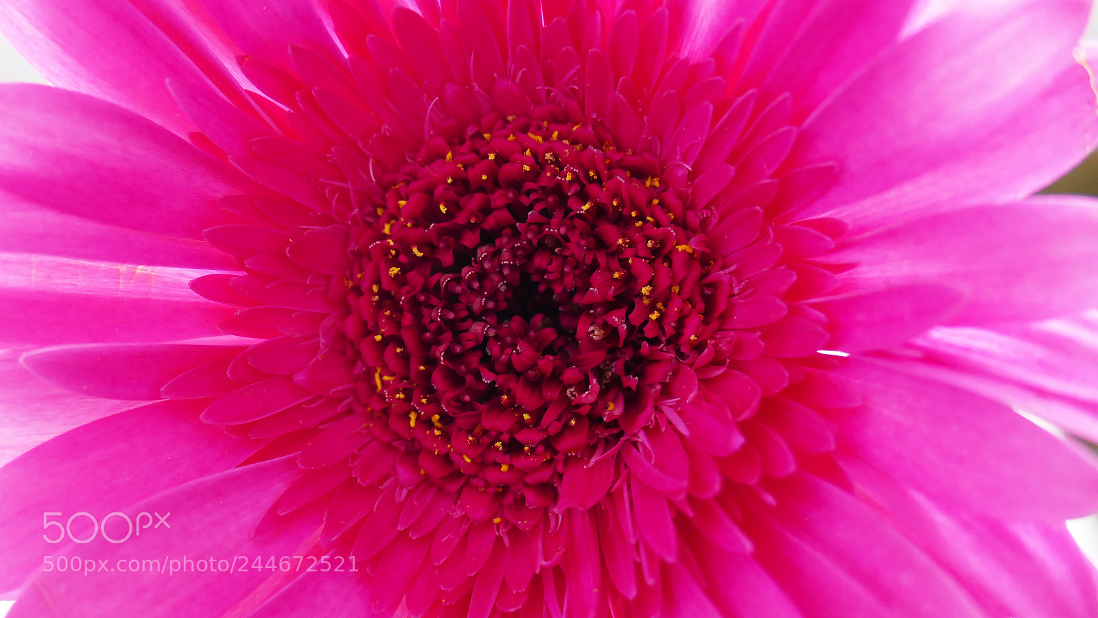 Panasonic Lumix DMC-FZ1000 sample photo. Deep is the heart photography