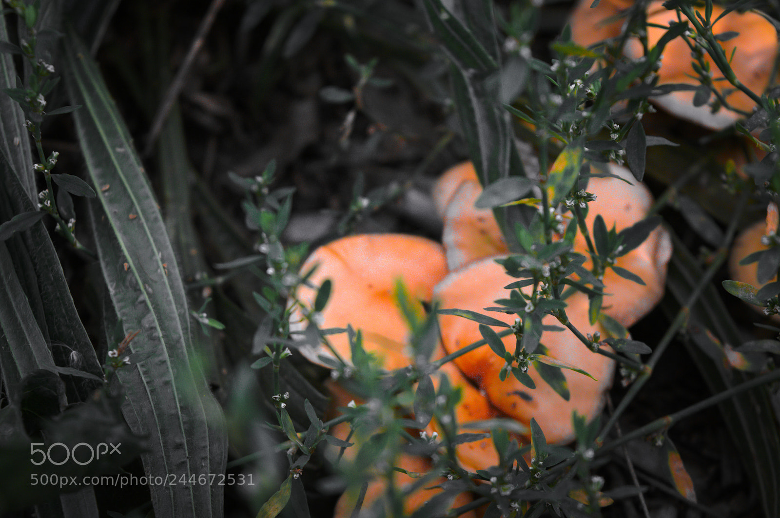Nikon D3200 sample photo. Mushrooms photography