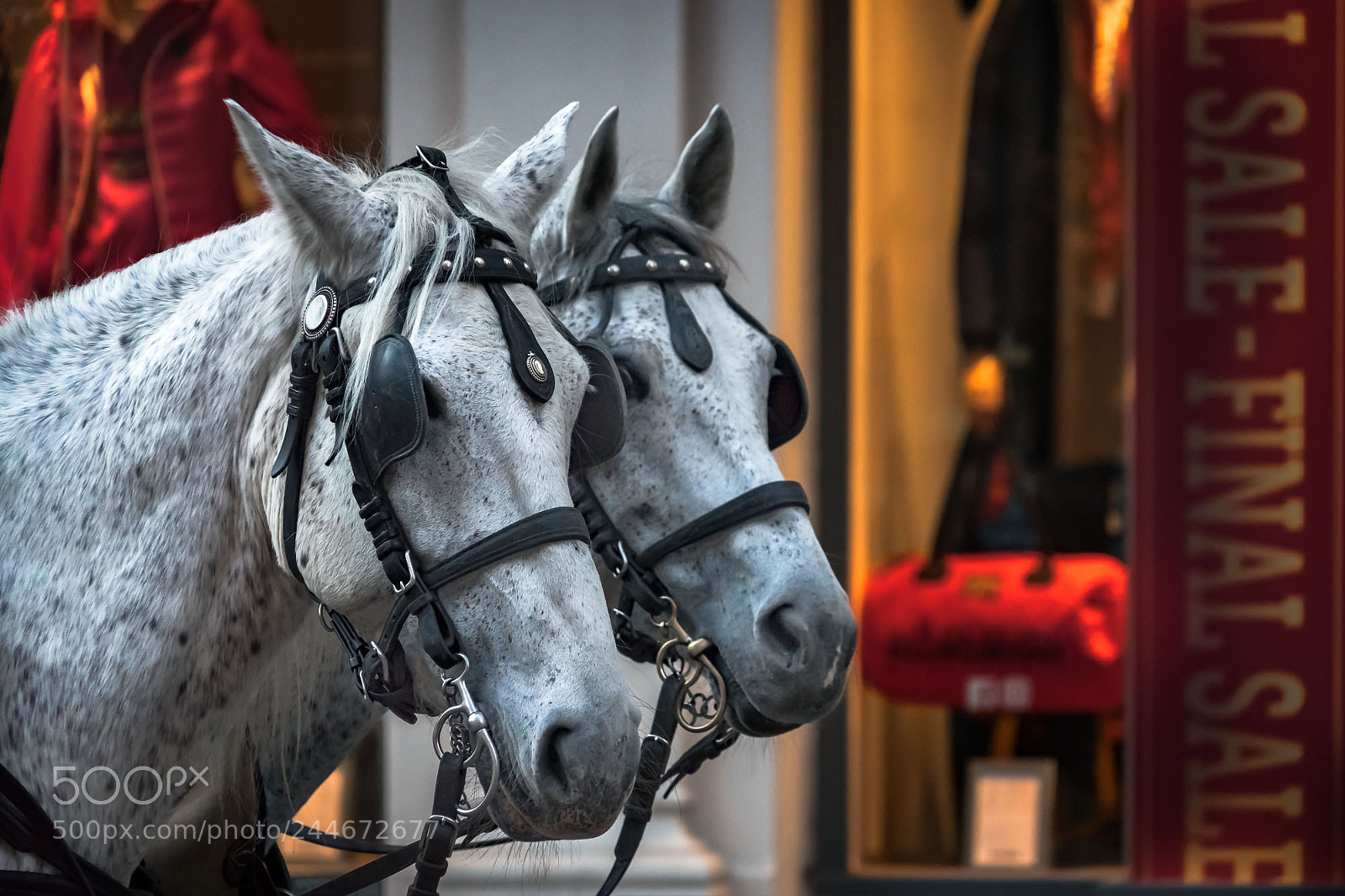 Sony a7 II sample photo. Fotos im wien photography