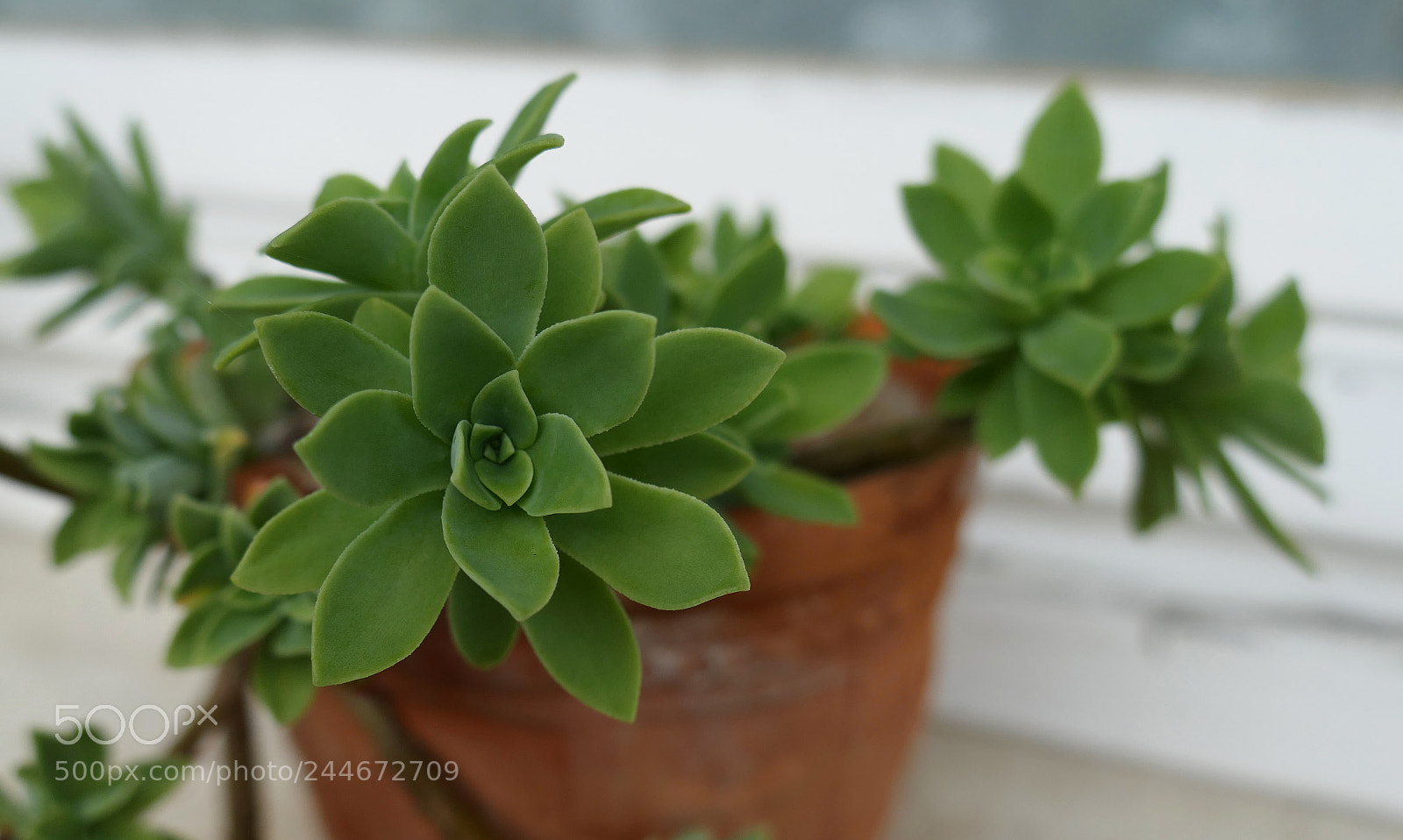 Panasonic Lumix DMC-FZ1000 sample photo. Get fresh! photography