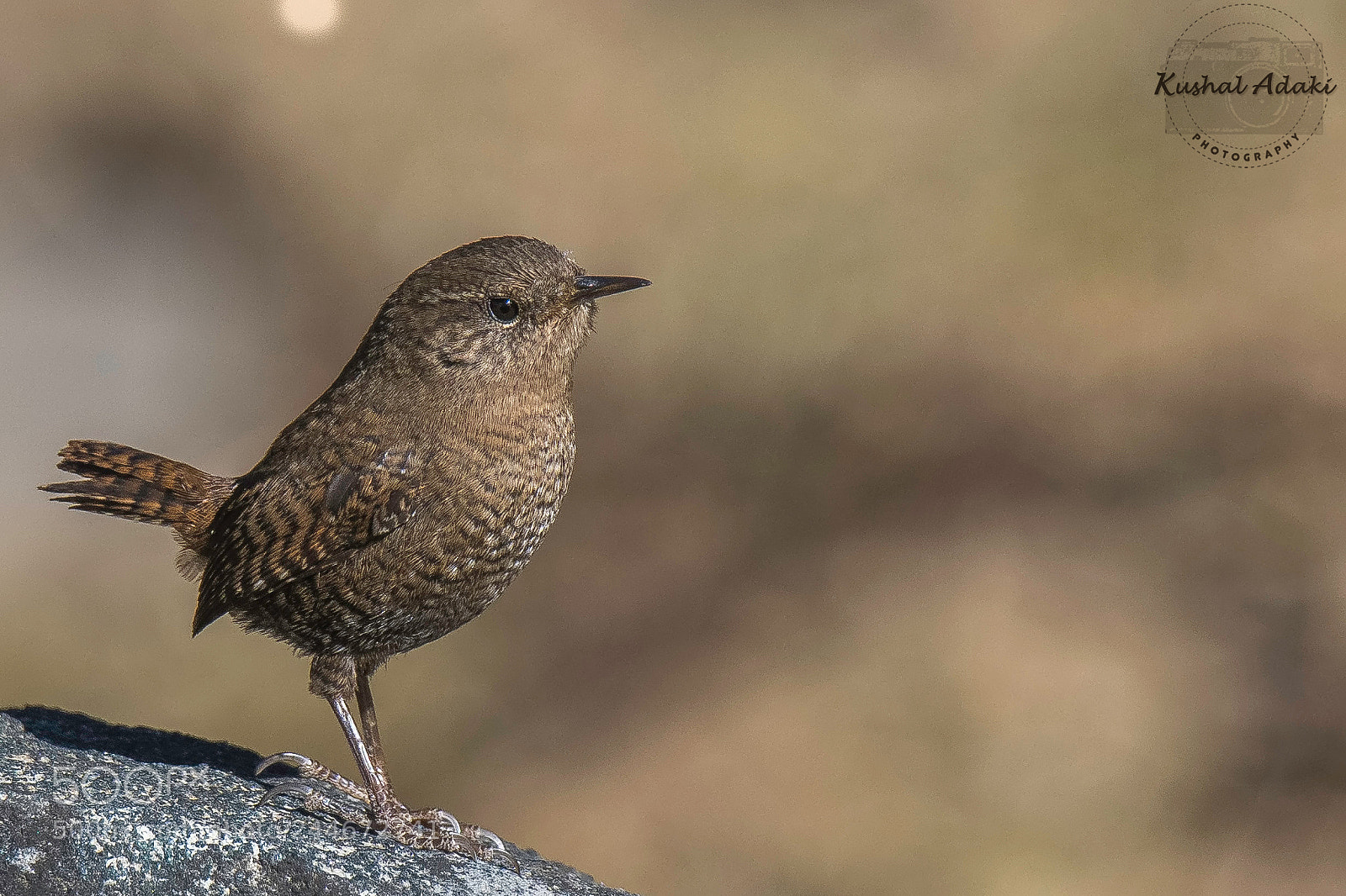 Nikon D500 sample photo. Eurasian wren photography