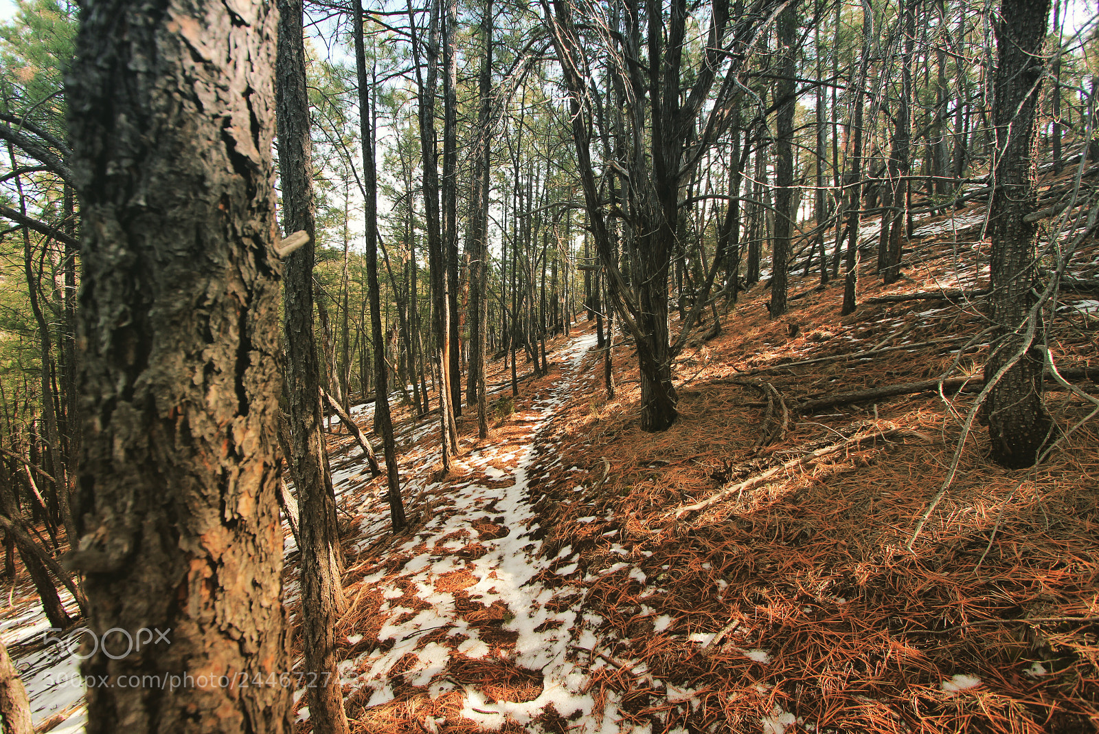 Canon EOS 550D (EOS Rebel T2i / EOS Kiss X4) sample photo. The trail head. photography
