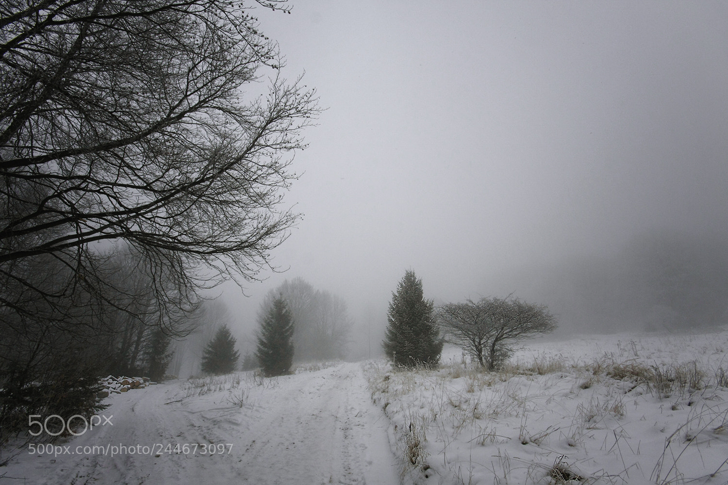 Canon EOS 40D sample photo. Foggy trip photography