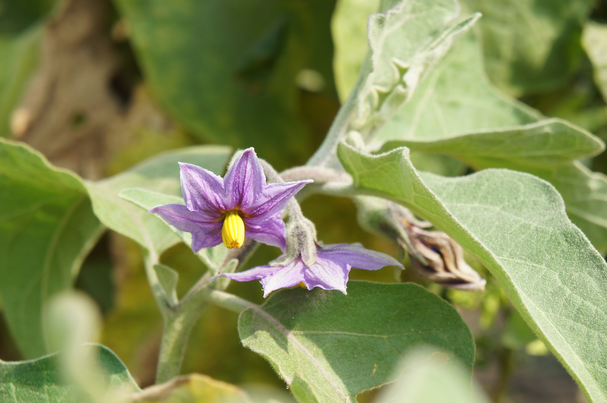 Sony E 18-55mm F3.5-5.6 OSS sample photo. Wild flower photography