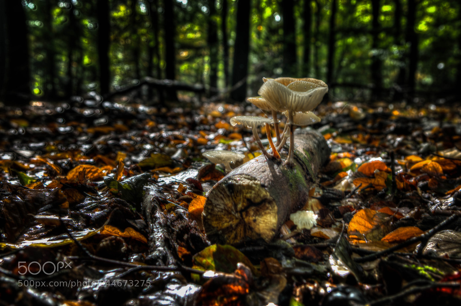 Nikon D7200 sample photo. Berkenrhode photography