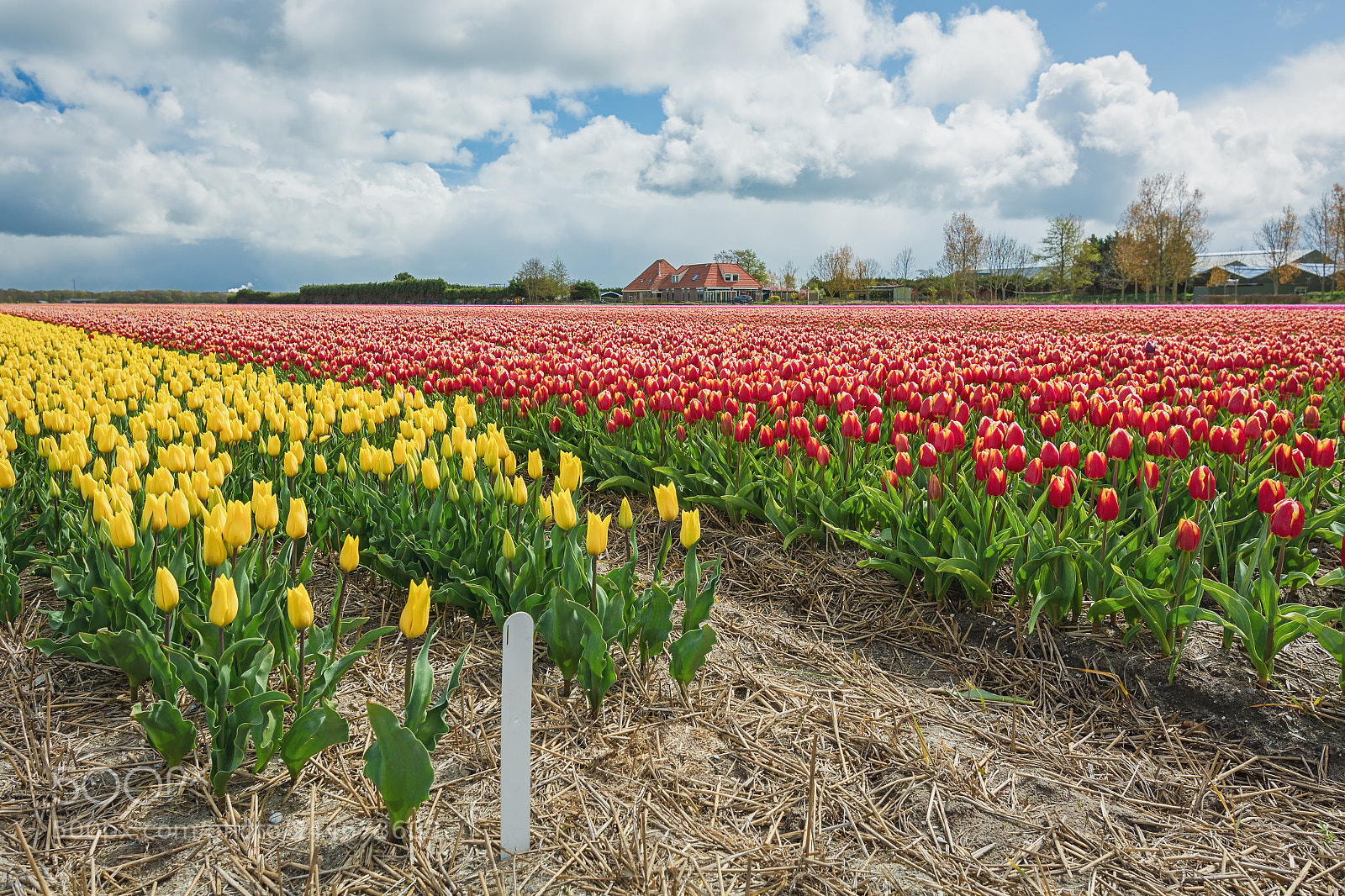 Nikon D7100 sample photo. Tulips fields photography