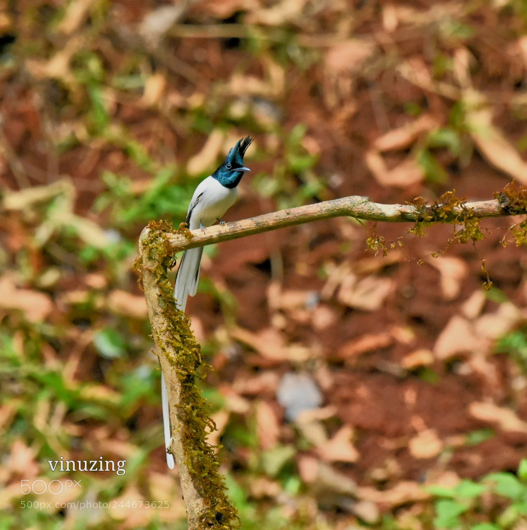 Nikon D7200 sample photo. Untitled photography