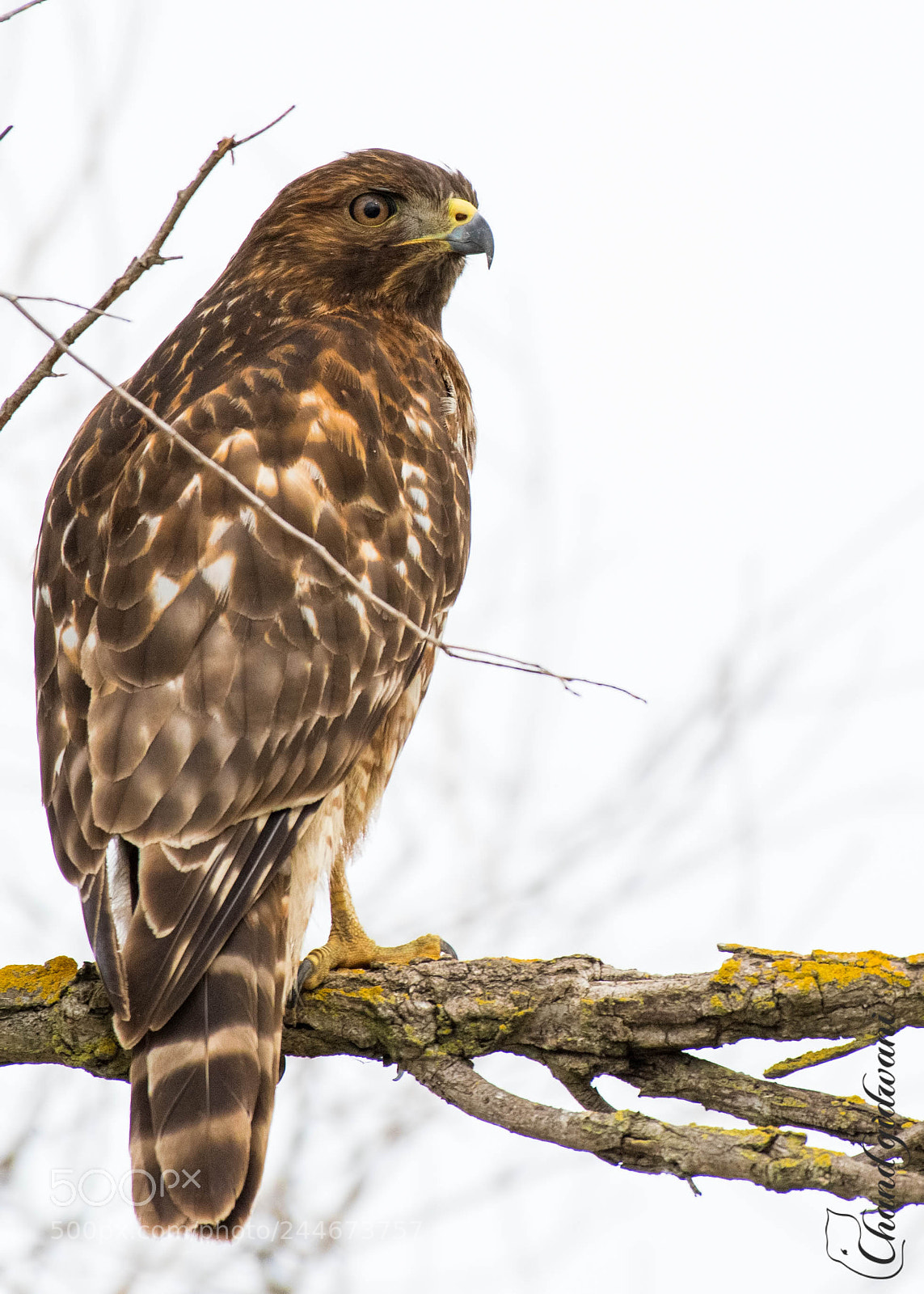 Nikon D500 sample photo. Red tail photography