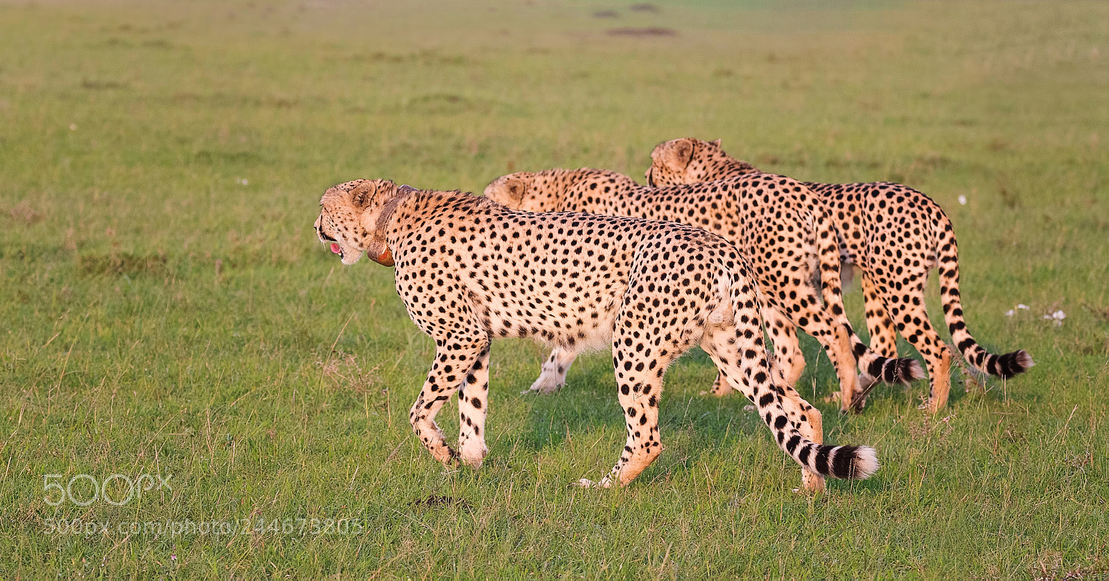 Nikon D500 sample photo. Three cheetahs photography
