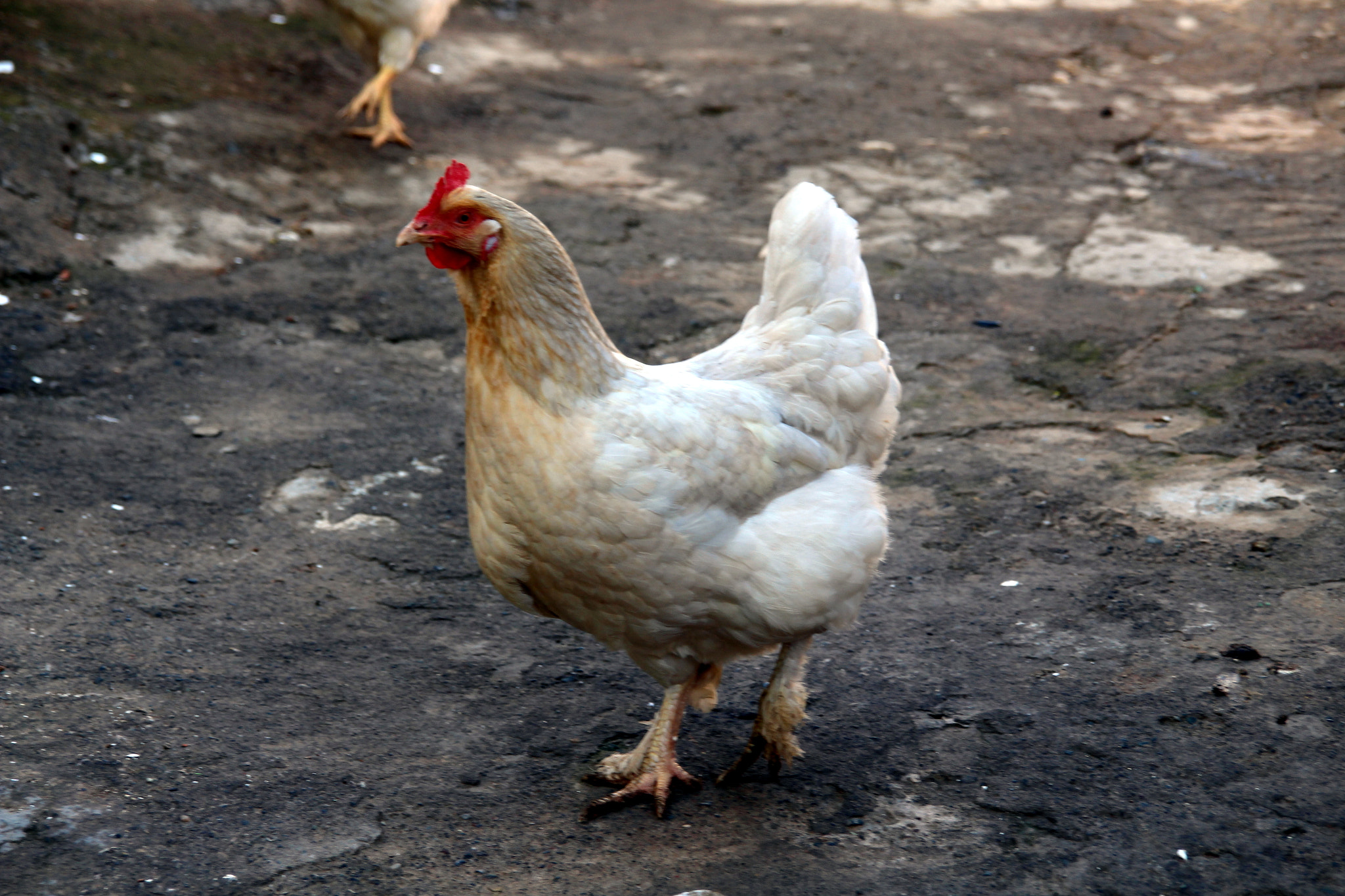 Sigma 18-200mm f/3.5-6.3 DC OS sample photo. "here you get free chicken eggs" photography