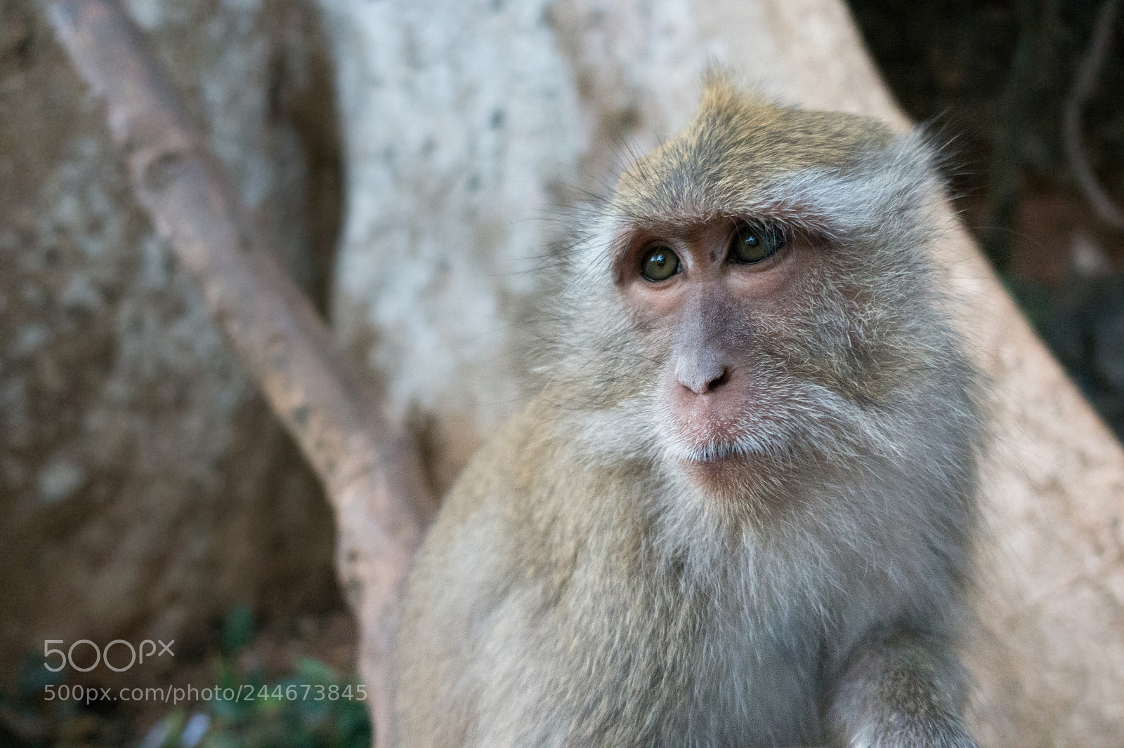 Sony Cyber-shot DSC-RX100 IV sample photo. Monkey life photography