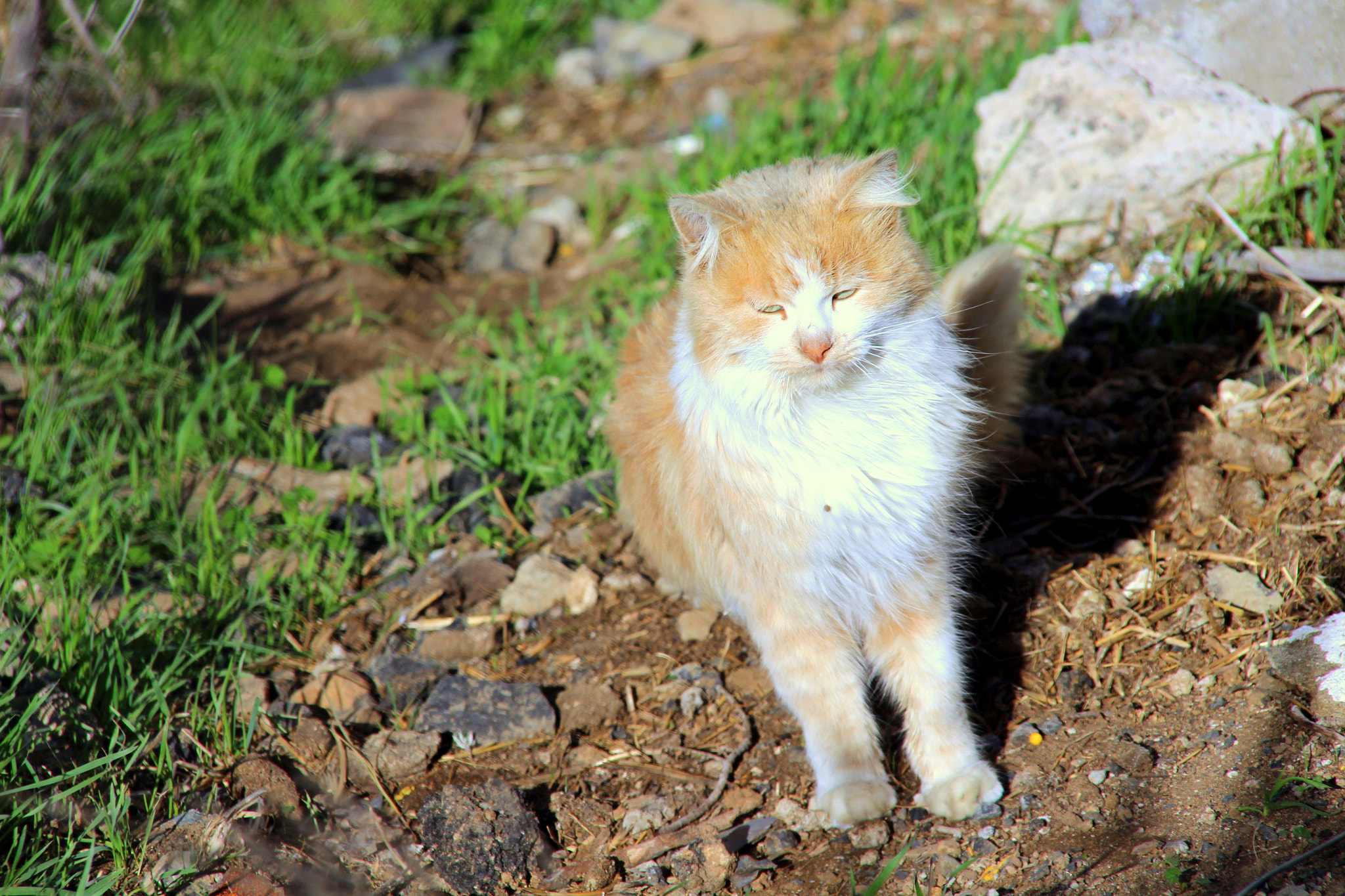 Canon EOS 700D (EOS Rebel T5i / EOS Kiss X7i) + Sigma 18-200mm f/3.5-6.3 DC OS sample photo. "poor thing" cat, sleepy photography