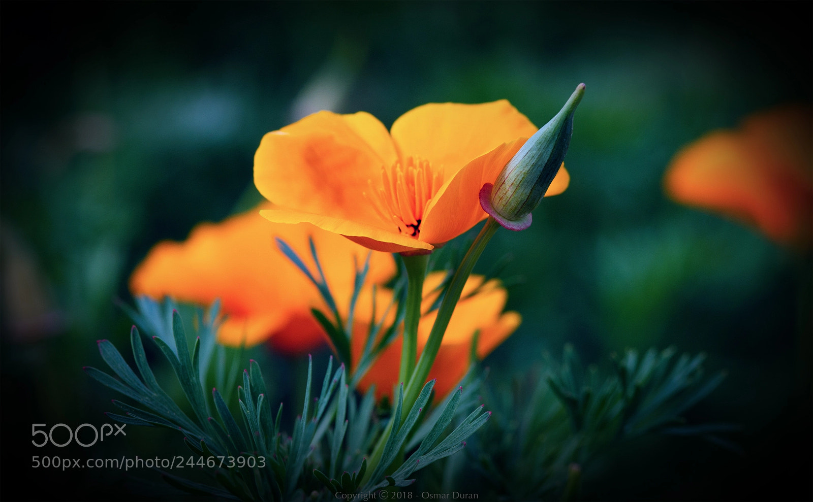 Nikon D300 sample photo. California poppy photography
