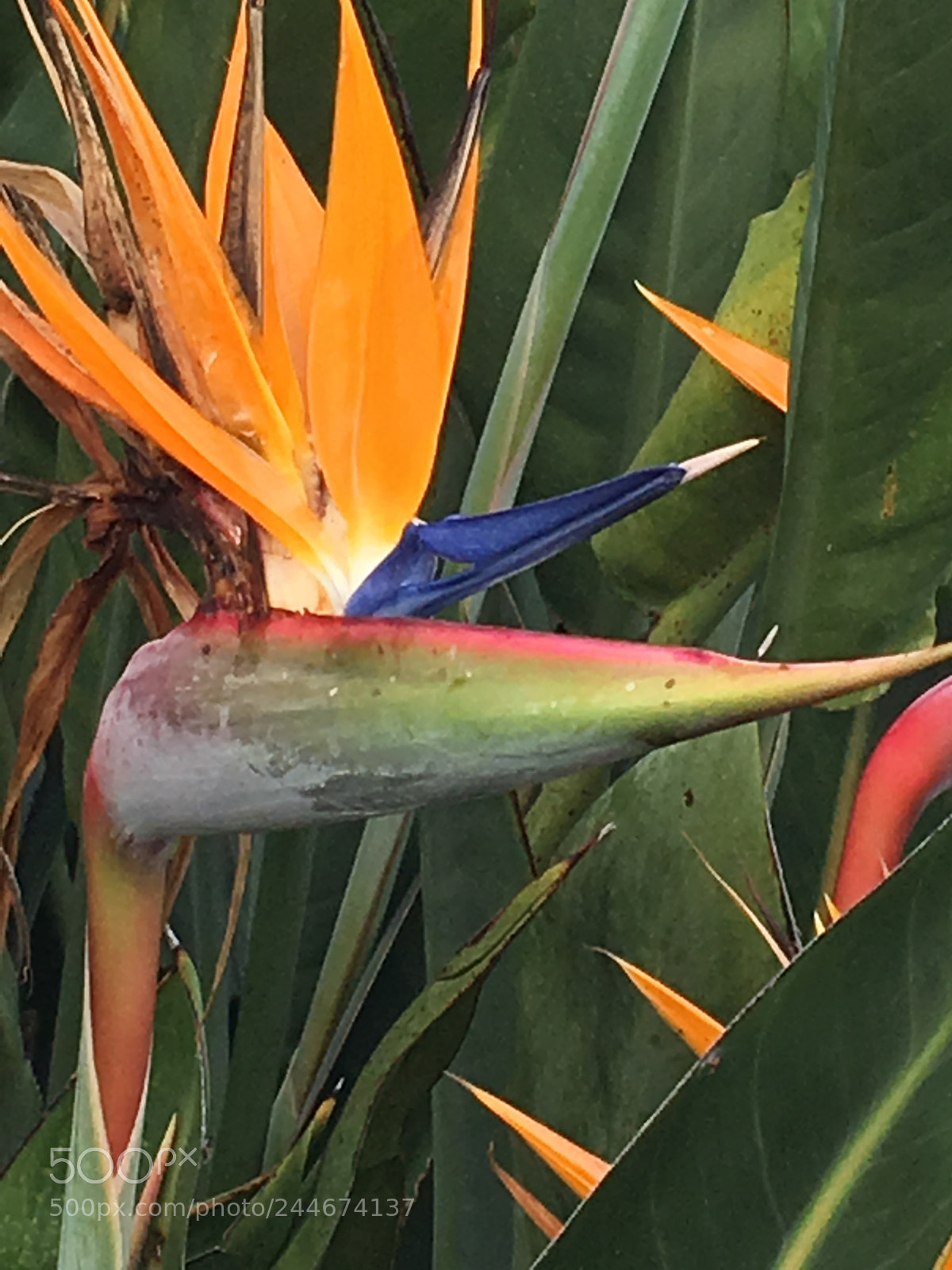 Apple iPhone 6s Plus sample photo. A flower photography