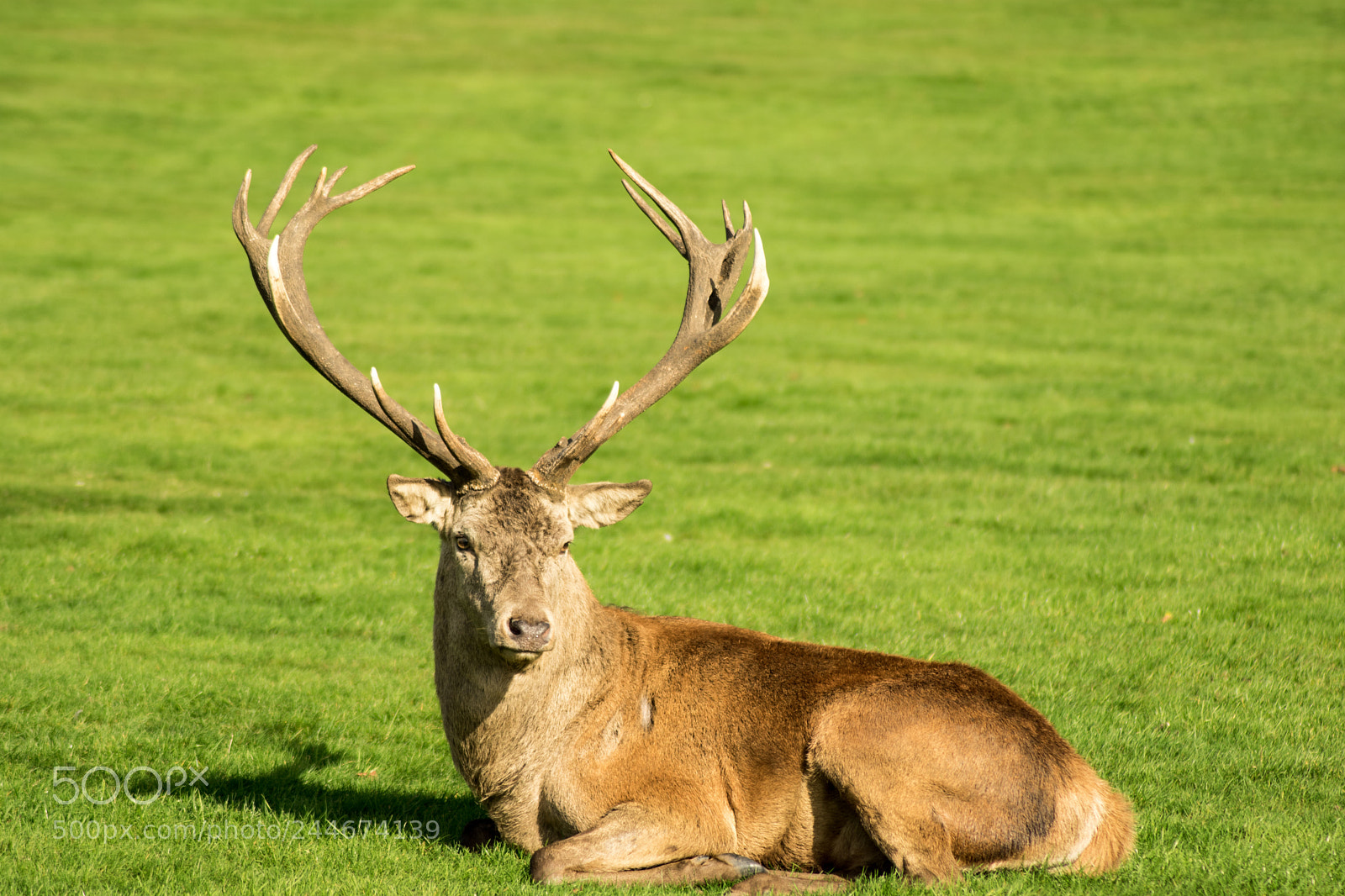 Nikon D3400 sample photo. Wollaton park nottingham photography