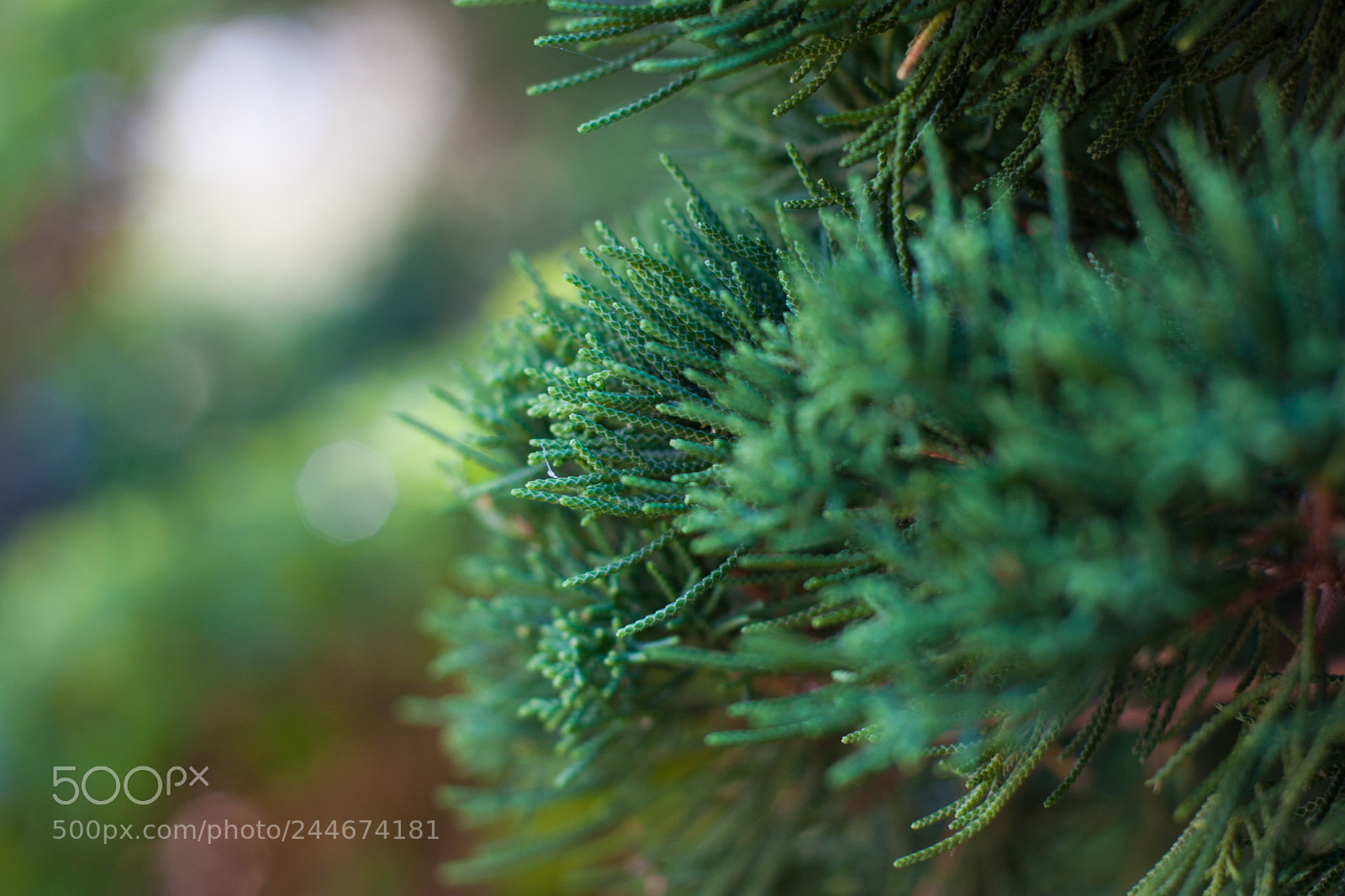 Canon EOS 20D sample photo. Pine-needle photography