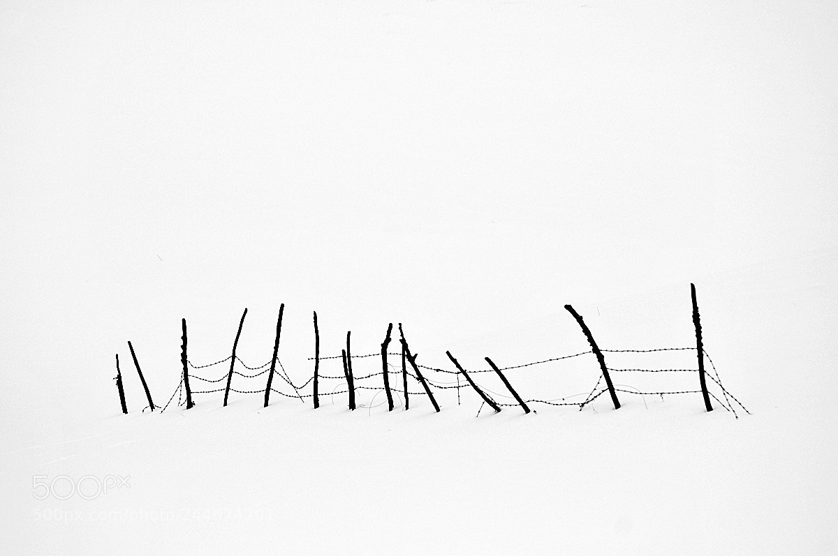 Nikon D300 sample photo. * photography
