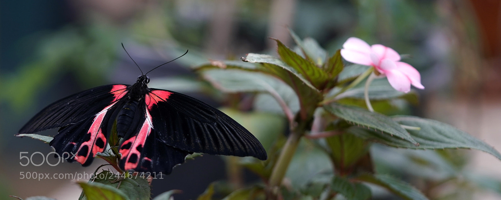 Sony a7R III sample photo. Black & pink photography