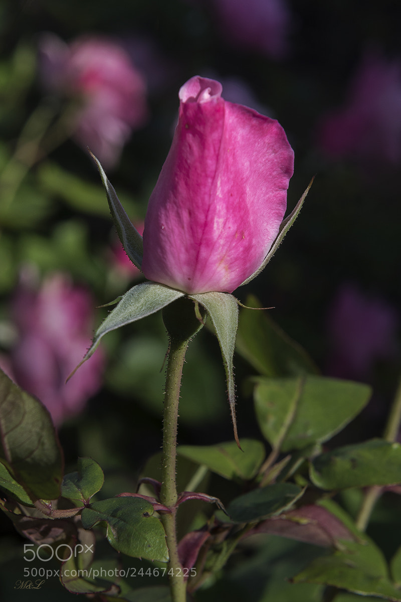Nikon D810 sample photo. *** photography