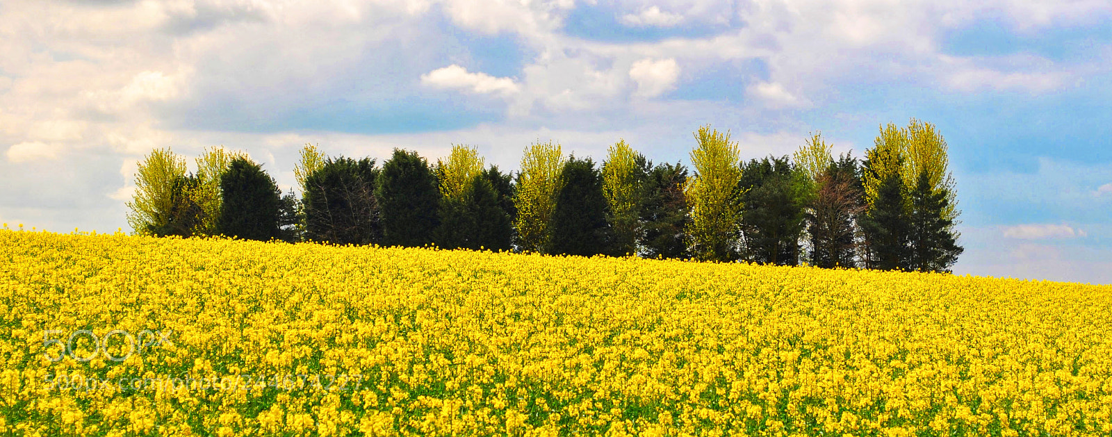 Nikon D3000 sample photo. Cotswold canola photography