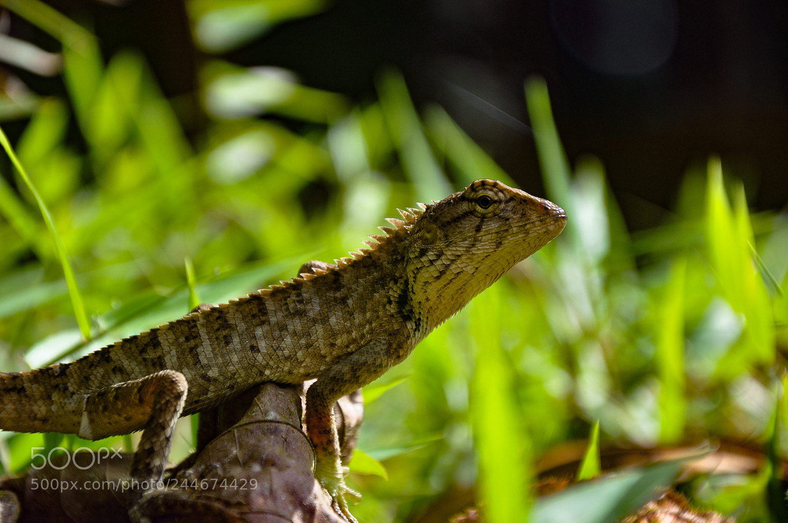 Nikon D90 sample photo. Wildlife photography