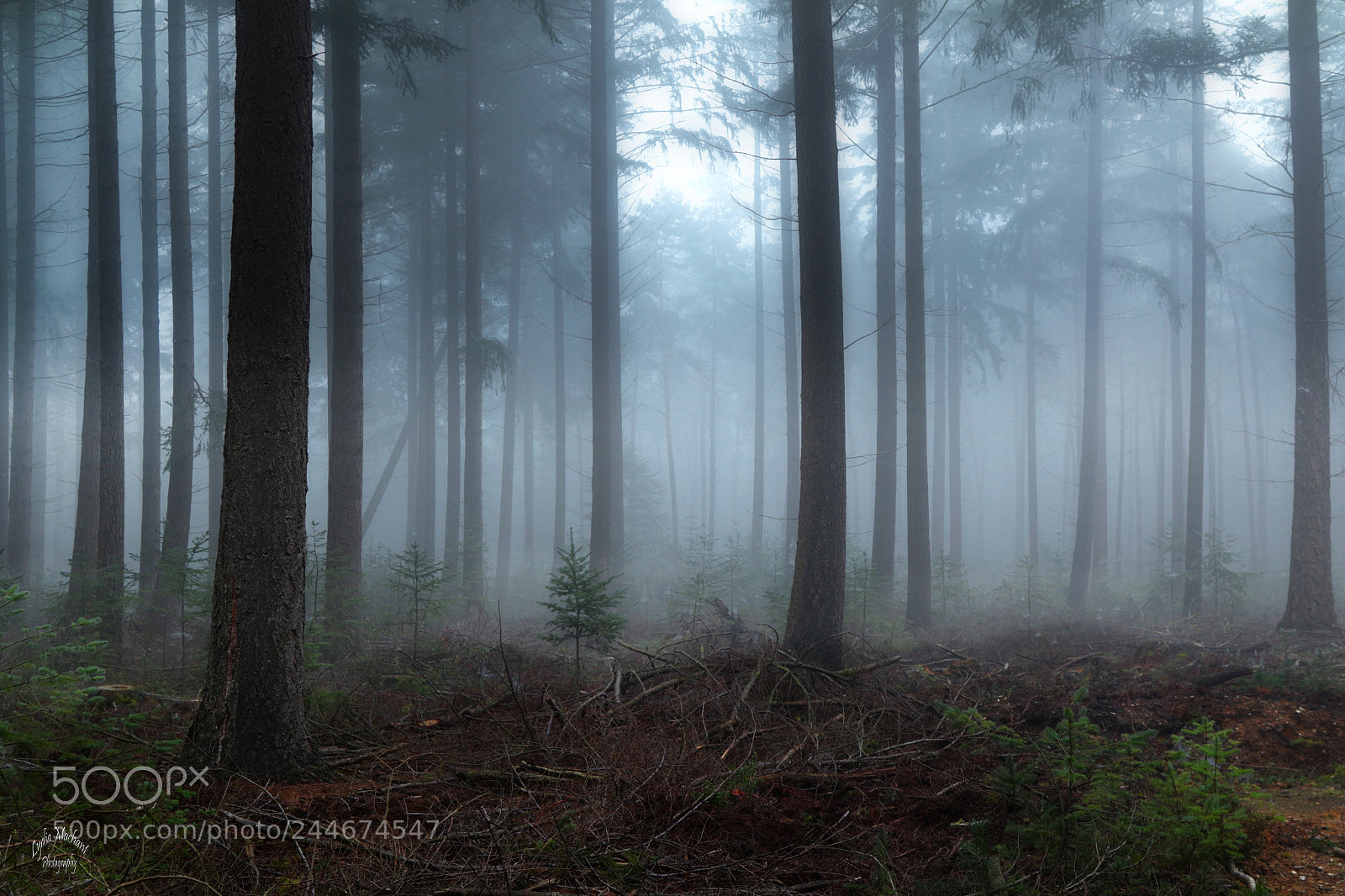 Canon EOS 7D Mark II sample photo. Silence and fog in photography