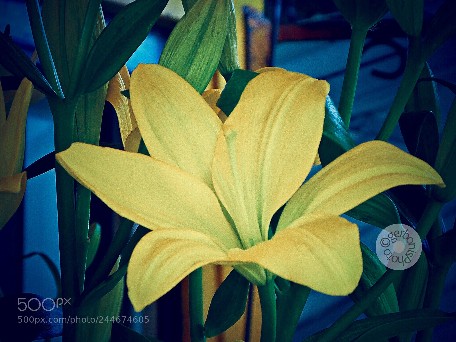 Panasonic Lumix DC-ZS70 (Lumix DC-TZ90) sample photo. Yellow lilium photography