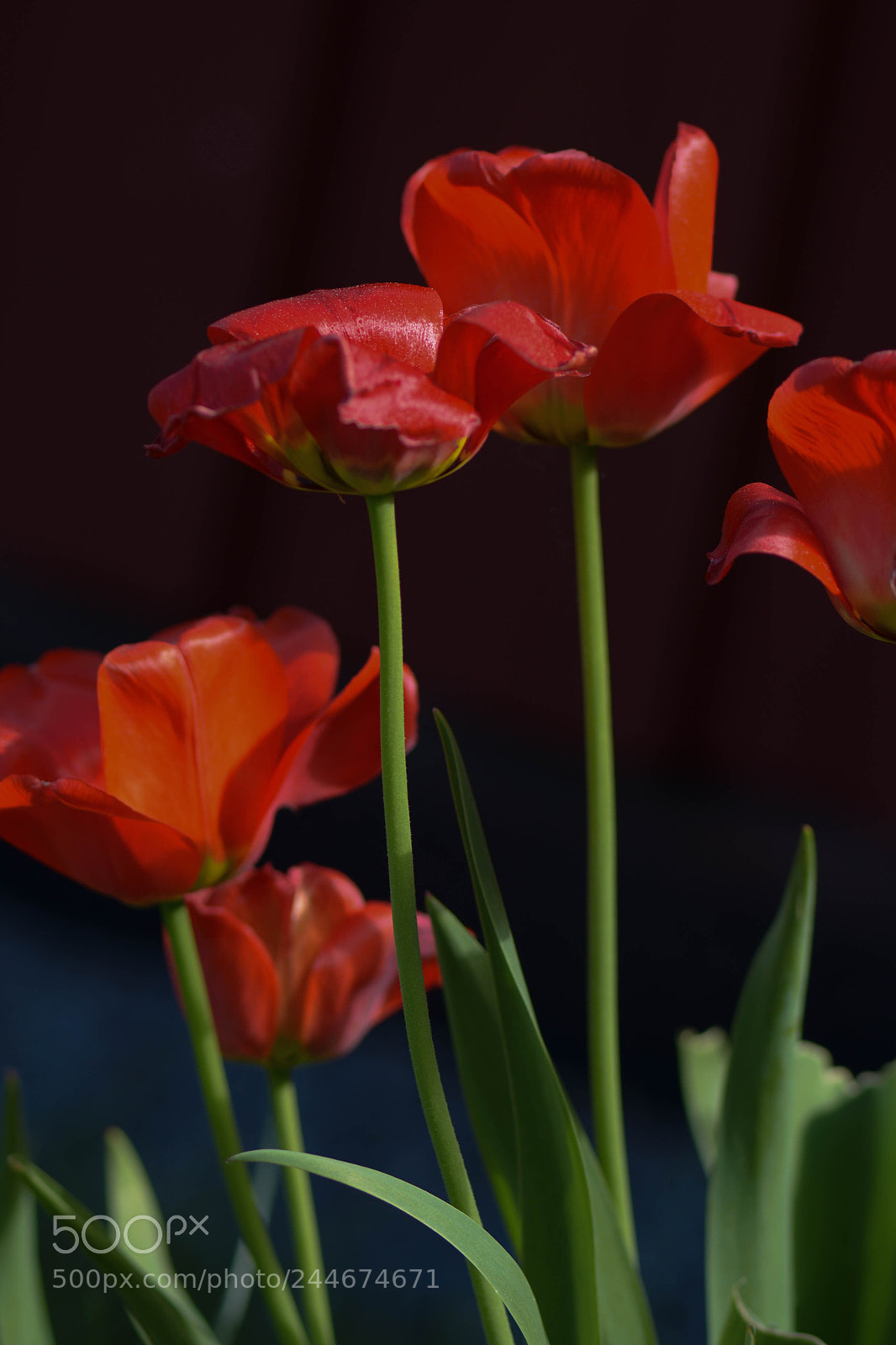 Nikon D7100 sample photo. Red tulips photography