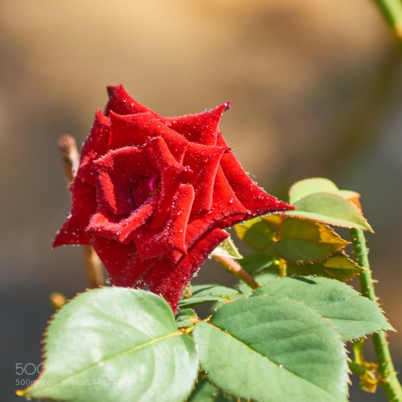 Sony SLT-A58 sample photo. Red rose photography