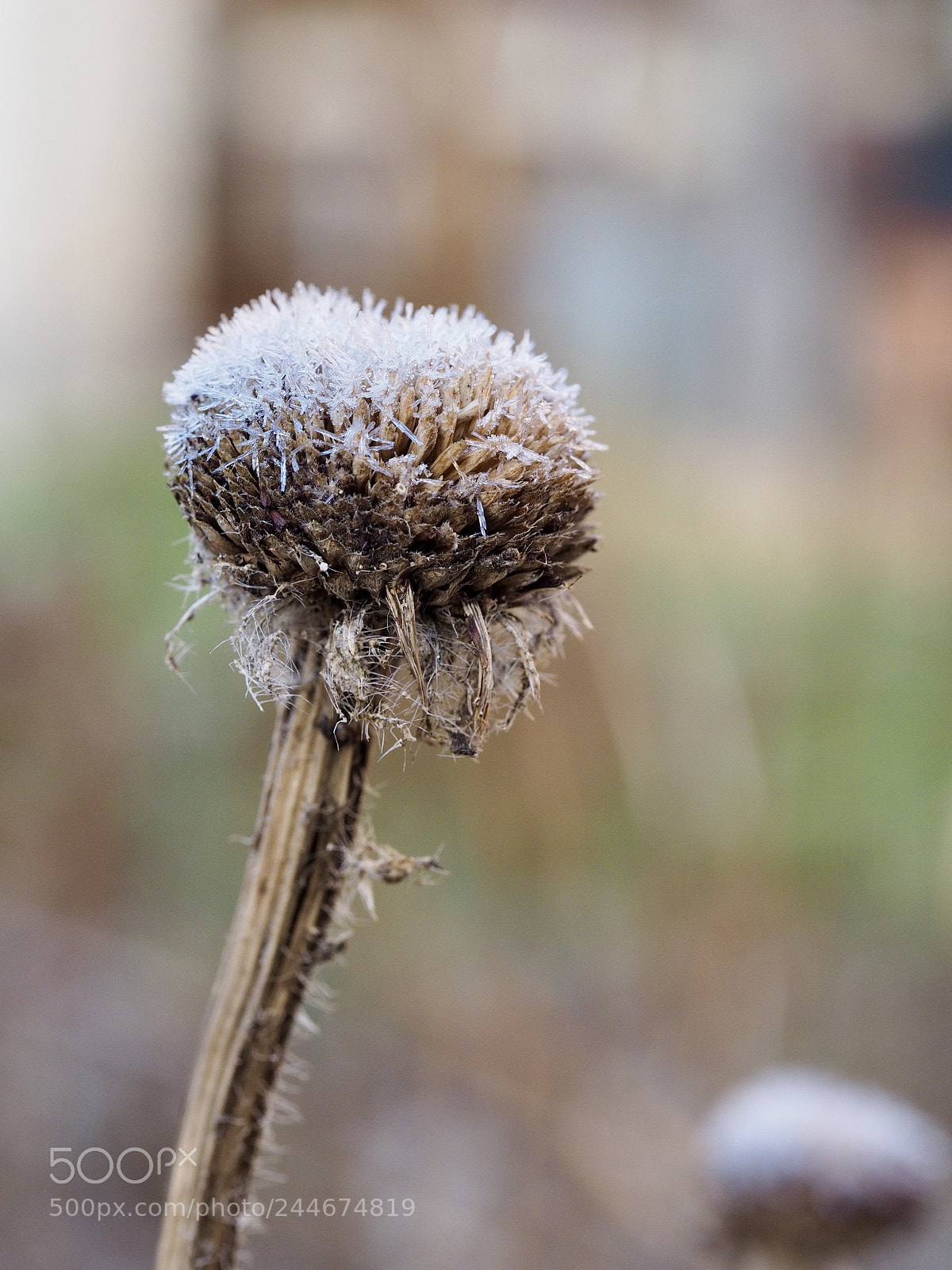 Olympus OM-D E-M10 II sample photo. Frost covered photography