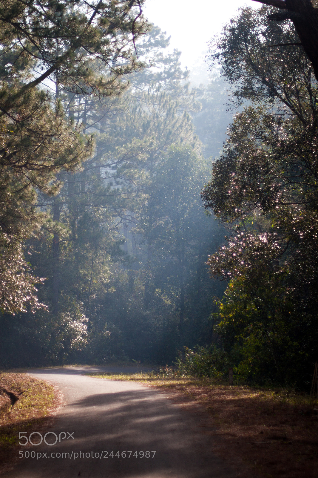 Canon EOS 20D sample photo. Path to heaven photography