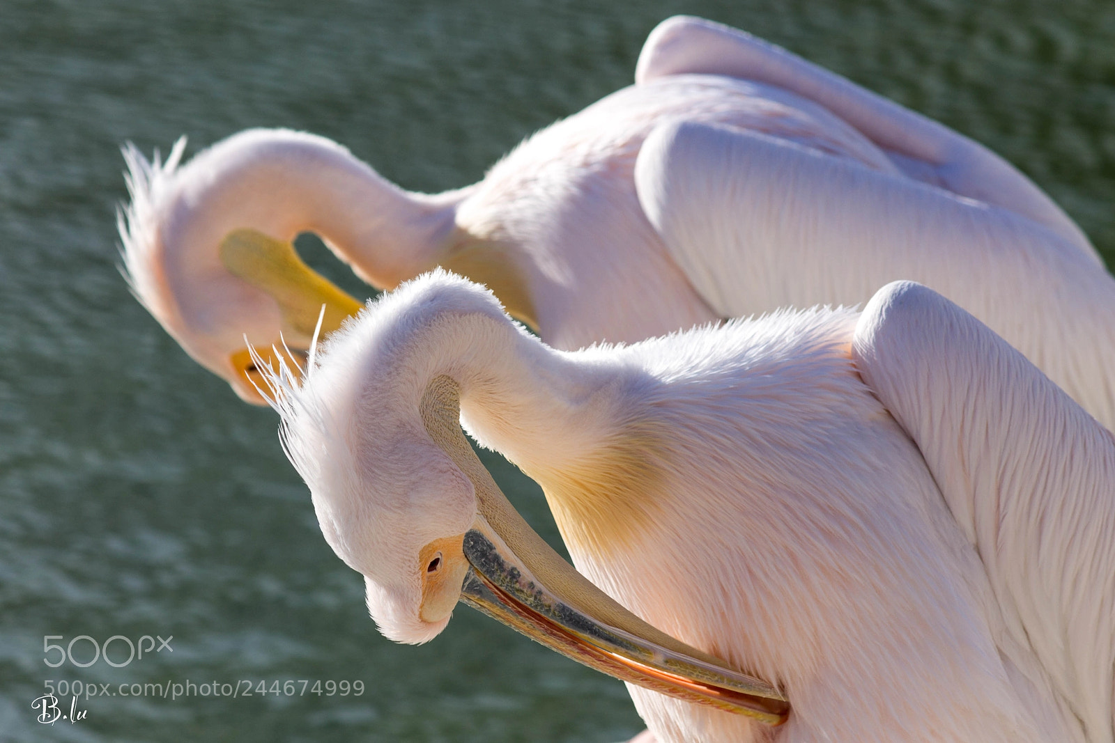 Canon EOS 1100D (EOS Rebel T3 / EOS Kiss X50) sample photo. Pelicans photography