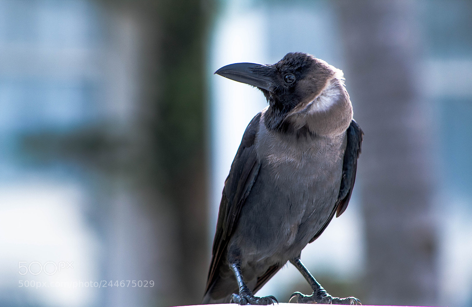 Canon EOS 1300D (EOS Rebel T6 / EOS Kiss X80) sample photo. Crow not an easy photography
