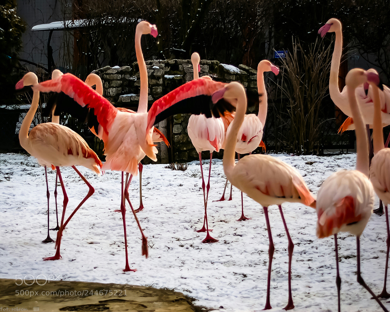 Nikon D50 sample photo. Flamingos photography