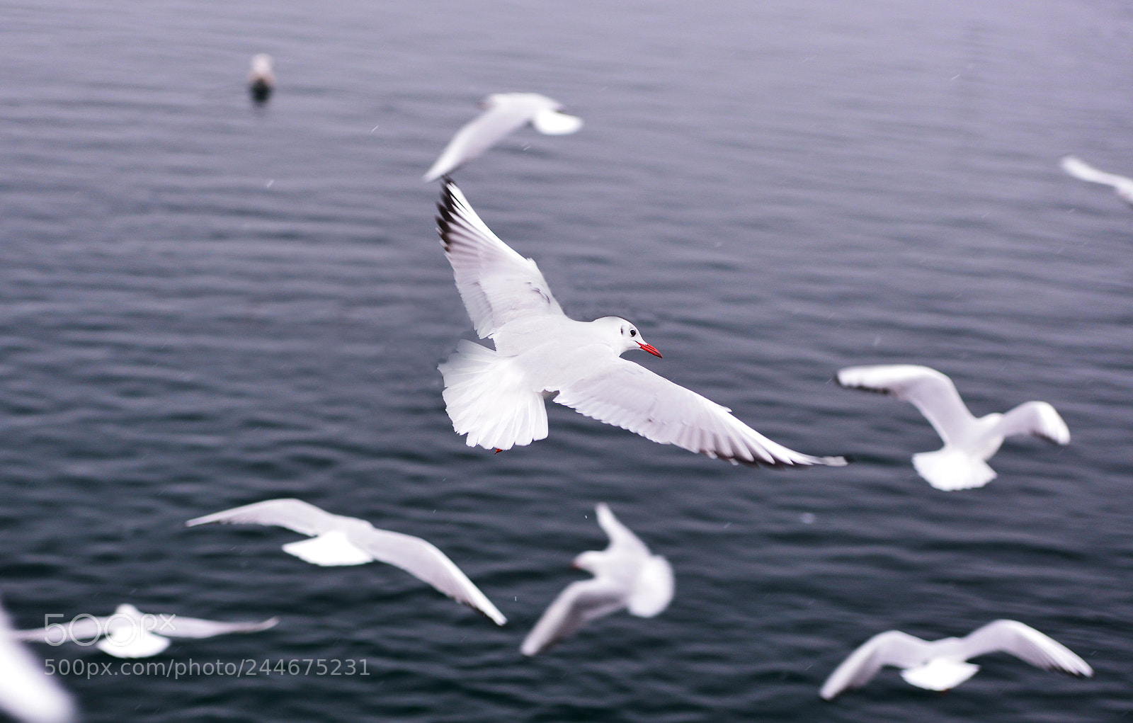 Nikon D800 sample photo. Lake lucerne photography