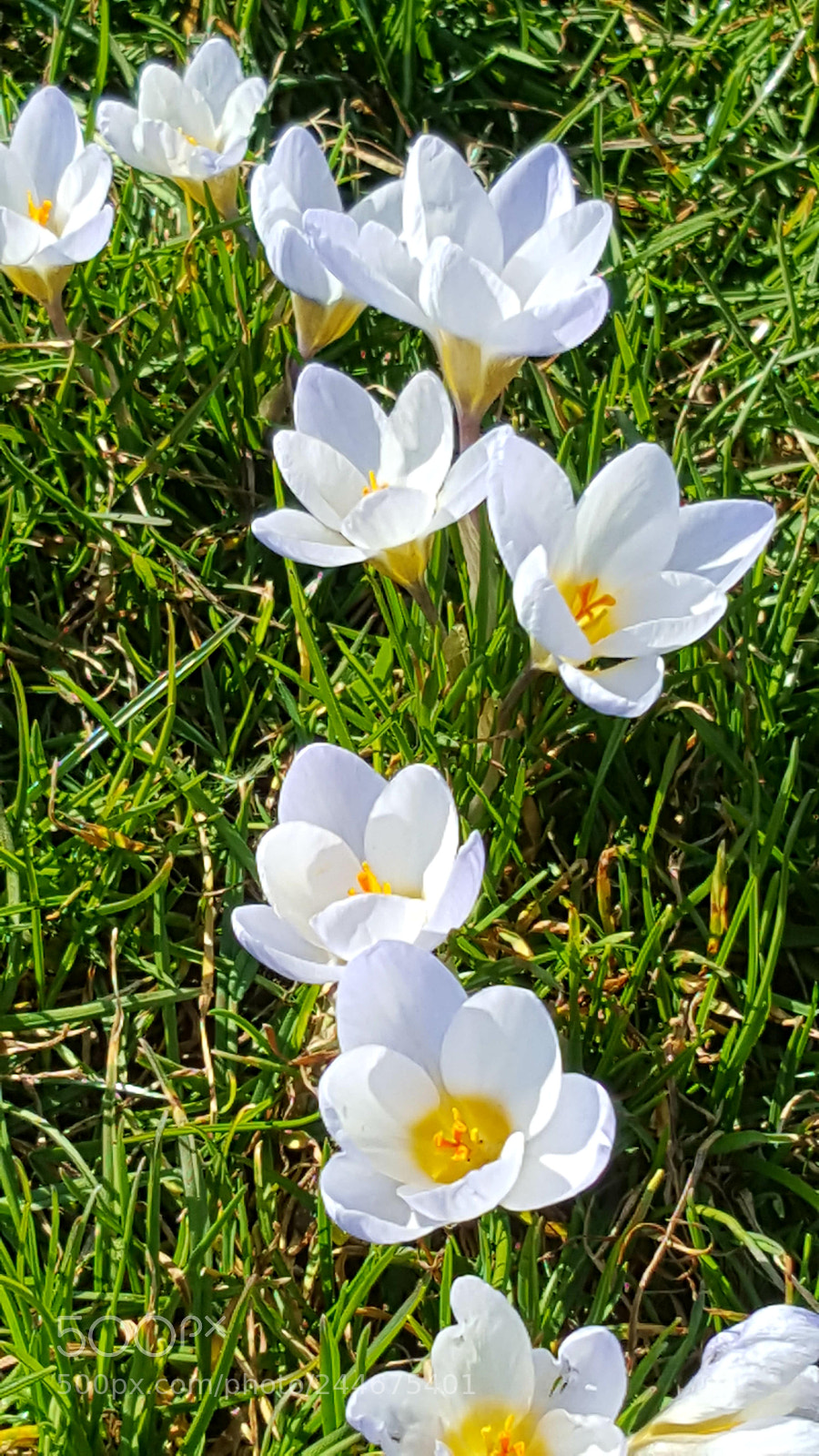 Samsung Galaxy S6 sample photo. Crocus photography