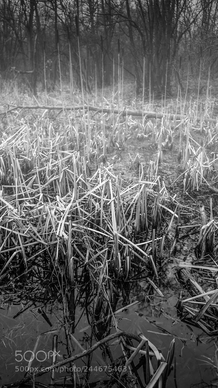 Sony a7 sample photo. Reed photography